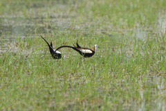 Hydrophasianus chirurgus