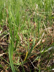 Carex panicea