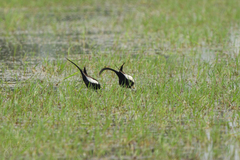 Hydrophasianus chirurgus