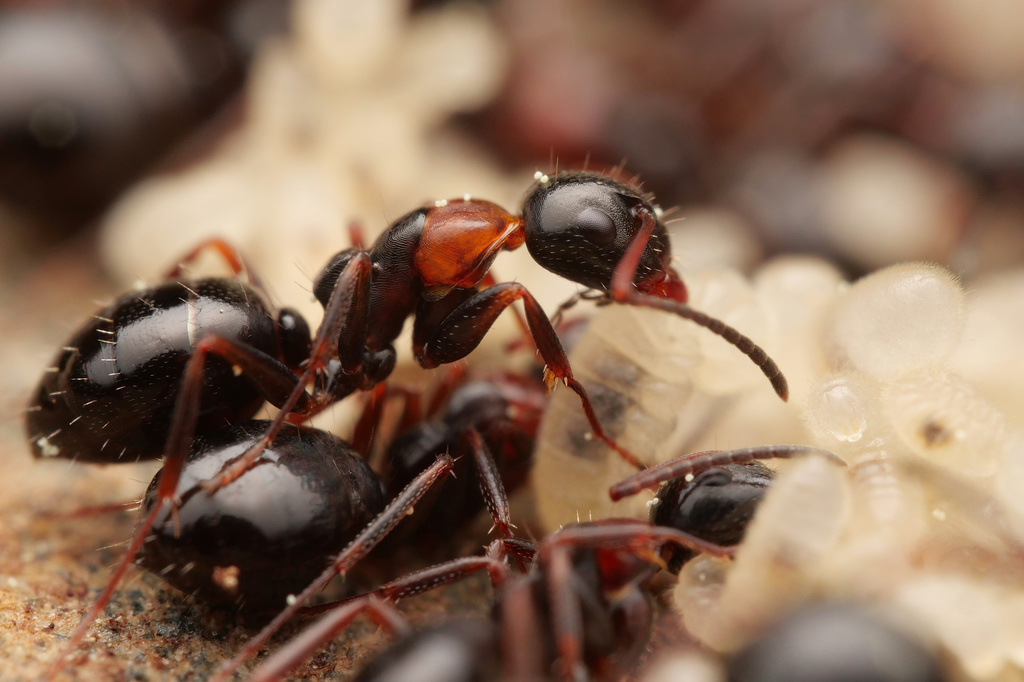 Camponotus lateralis