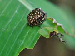 Protaetia niveoguttata