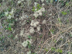 Clematis brevicaudata