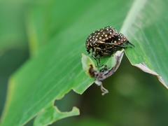 Protaetia niveoguttata