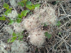 Clematis brevicaudata