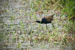 Metopidius indicus