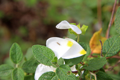 Micropterix completella