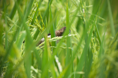 Lonchura striata