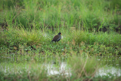 Gallinula chloropus