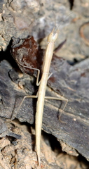 Episcopomantis chalybea