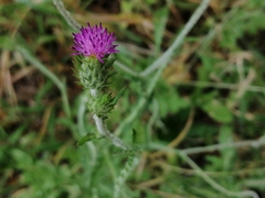 Carduus argentatus