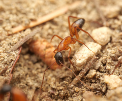 Camponotus samius