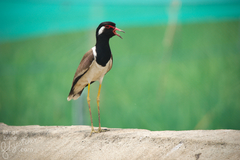Vanellus indicus