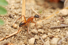 Camponotus samius
