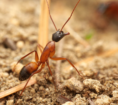 Camponotus samius