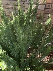 Tracheophyta