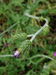 Carduus argentatus
