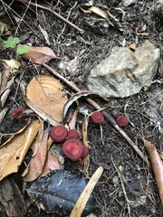 Tubaria rufofulva