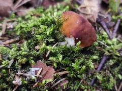Gyromitra gigas