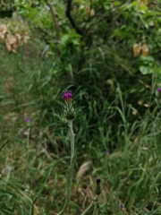Carduus argentatus