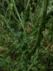 Carduus argentatus