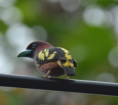 Eurylaimus javanicus