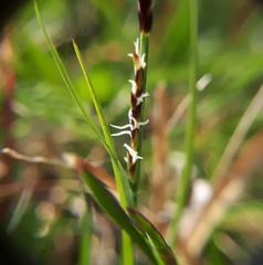Carex panicea