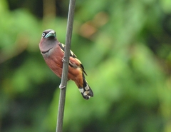 Eurylaimus javanicus