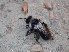 Andrena cineraria
