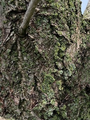 Fungi