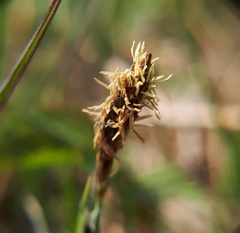 Carex panicea