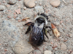 Andrena cineraria
