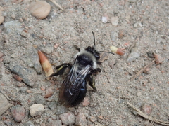 Andrena cineraria
