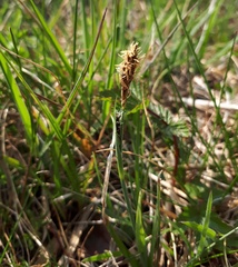 Carex panicea