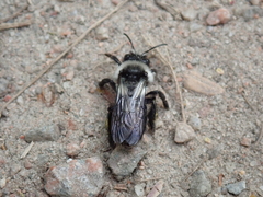 Andrena cineraria