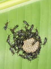 Protopolybia exigua