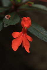 Impatiens verticillata