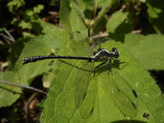 Octogomphus specularis