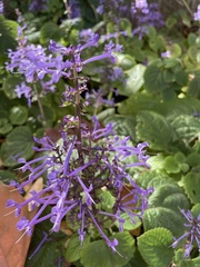 Plectranthus ambiguus
