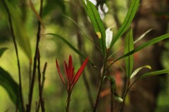 Madhuca neriifolia