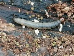 Denticollis linearis