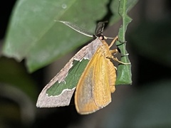 Celenna festivaria