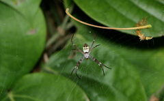 Argiope mangal