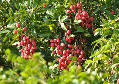 Nephelium hypoleucum