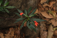 Impatiens verticillata