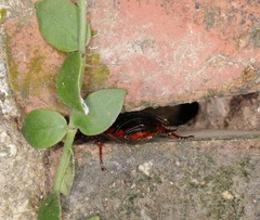 Opisthoplatia orientalis