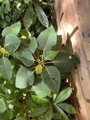 Magnoliopsida