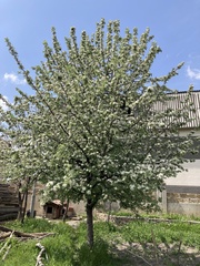Pyrus elaeagrifolia