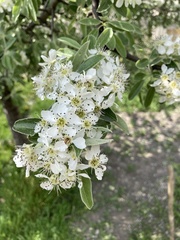 Pyrus elaeagrifolia