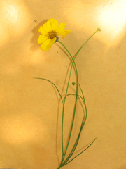 Thelesperma simplicifolium