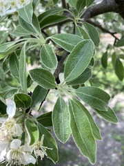 Pyrus elaeagrifolia